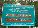 Aguirre Forest - GUAYAMA
